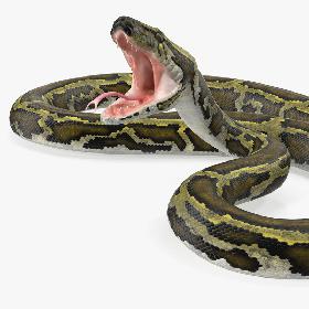 Green Python Snake Attack Pose 3D Model 3D model